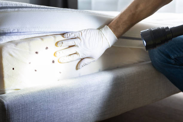 Best Pest Control Near Me  in Guadalupe, CA