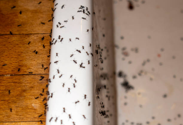 Best Flea Control Services  in Guadalupe, CA