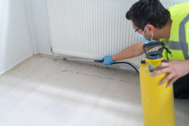 Wasp Removal Services in Guadalupe, CA