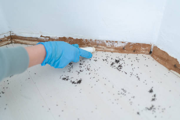 Best Mosquito Control Services  in Guadalupe, CA