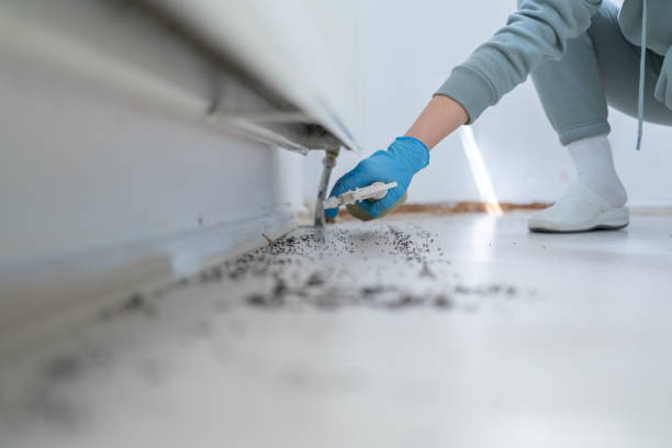 Best Local Pest Control Services  in Guadalupe, CA